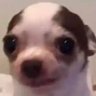 Maconhista's profile picture