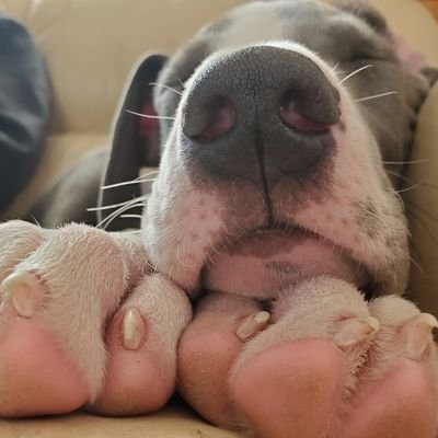 #KanetheDane's profile picture