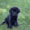 Black Labs Matter (roof/ruff)'s profile picture