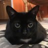 Nicole's profile picture