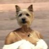 Profilbild von rainha aborteira alicent hightower