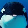 Jack 🐬's profile picture