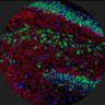 Фото профиля Following Science