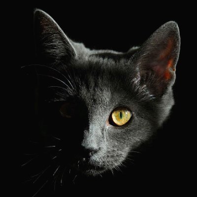 js.cha's profile picture