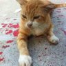 mamay pusa 的头像