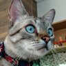 Tigre Conservador's profile picture