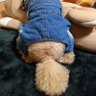 ♡きゅん♡love💓kennyΩ[内海＆ケニーロス中😢] profil fotoğrafı