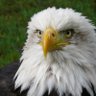 mocking bird's profile picture