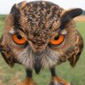 Profilbild von JanikaG