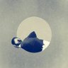 Eshana Lee's profile picture