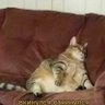 CatRomanian 的头像