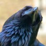 Raven of Despair profil fotoğrafı
