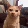 The Abominable Mr Cuddles's profile picture