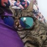 Cyonis's profile picture