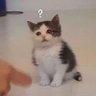 ¿?'s profile picture