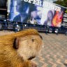 mai🦫🐒's profile picture