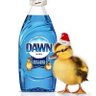 Profilbild von Dawn