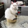 レオママ profil fotoğrafı