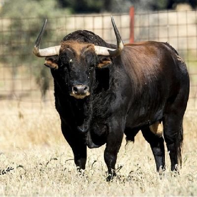 Eltoroelrey's profile picture