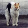 Kucing bunder 🇵🇸's profile picture