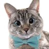 La Gata Parda's profile picture