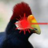 Crypturaco 的头像