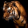 Sally Maree's profile picture