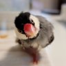🌻Timothy.志保🌻 profil fotoğrafı