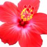 Love Plasetine Country's profile picture