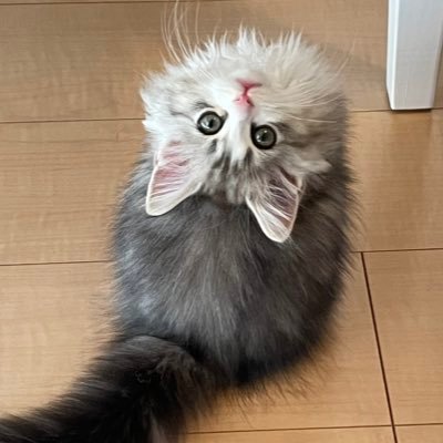 _fuyu_kun_'s profile picture