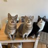 みねっこず@アイスランドに行った猫's profile picture
