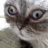 Ksilograf's profile picture