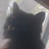 Bean Dan's profile picture