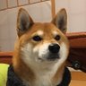 Profilbild von やのしほ