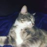 Kitt 🏳️⚧️ΘΔ profil fotoğrafı