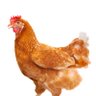 Kirsty's profile picture