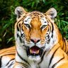 Profilbild von こう♪🐯