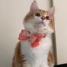 P (メインクーン飼いました) profil fotoğrafı