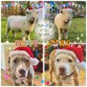 Pitbulls mom_Texas 的头像