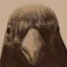 Profilbild von 雨ざらしの何か