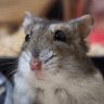 Фото профиля はむはな