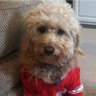 Profilbild von Betty Dawg