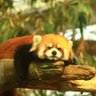 焦がしネギ's profile picture
