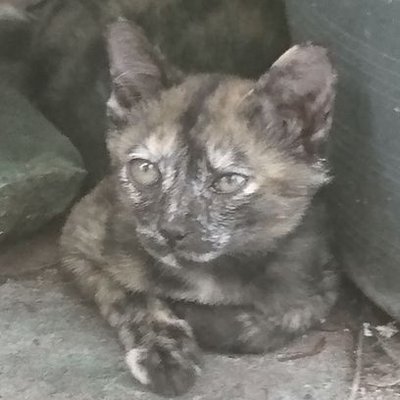 wonkkaka's profile picture