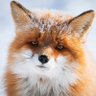Zorra Invernal profil fotoğrafı