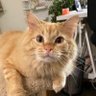 Profilbild von Posting a pic of Nori for every win