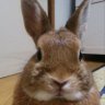 Profilbild von maimai@展覧会の屁