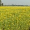 Gaule गाउँले 的头像