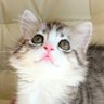 初猫ミク profil fotoğrafı