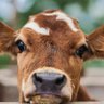 Фото профиля Devin Cow's Brown Cousin